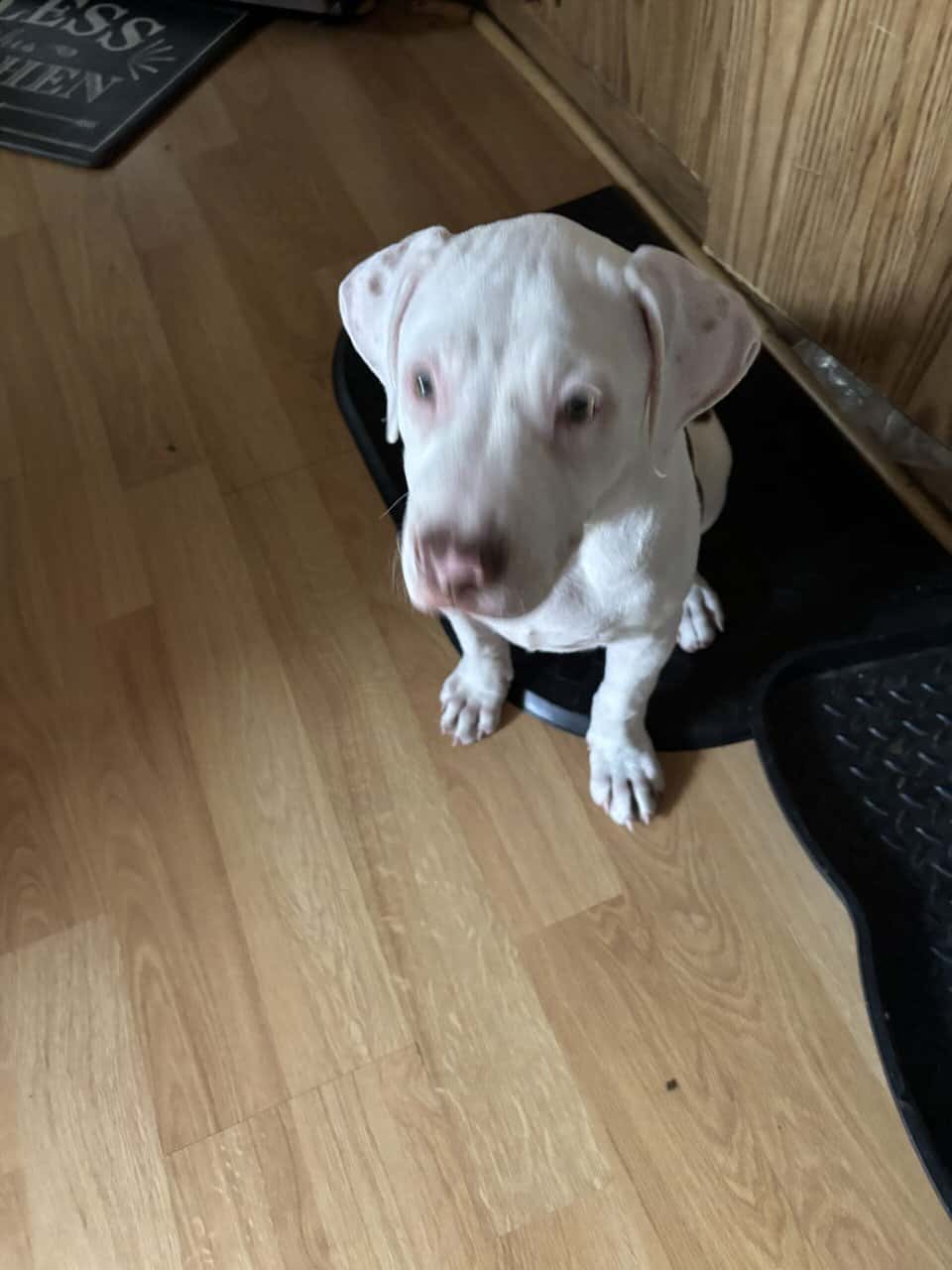 4 month old presa canario pitbull mix image 1