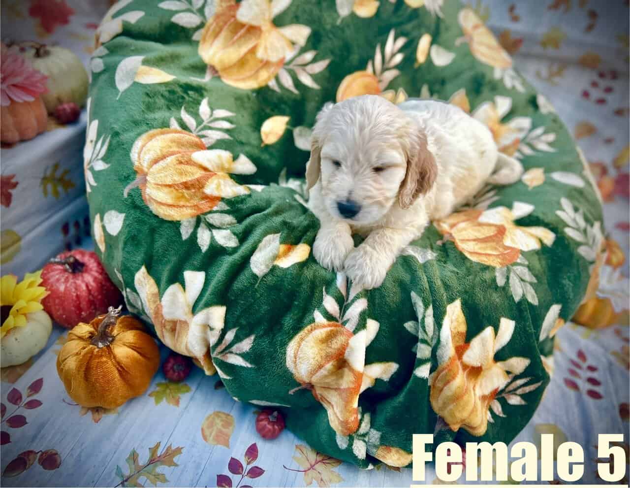 Goldendoodle Puppies Ready in 2 Weeks image 5