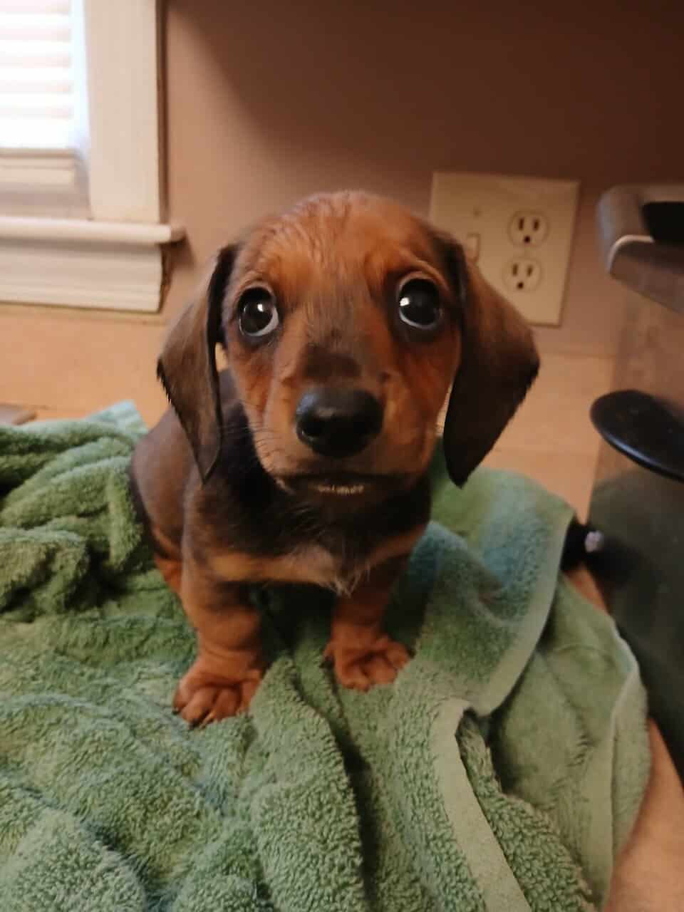 Dachschund puppies mini image 6