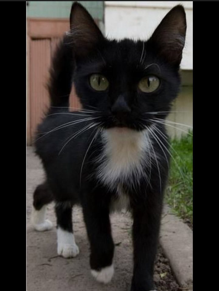 Black and white kittens image 1