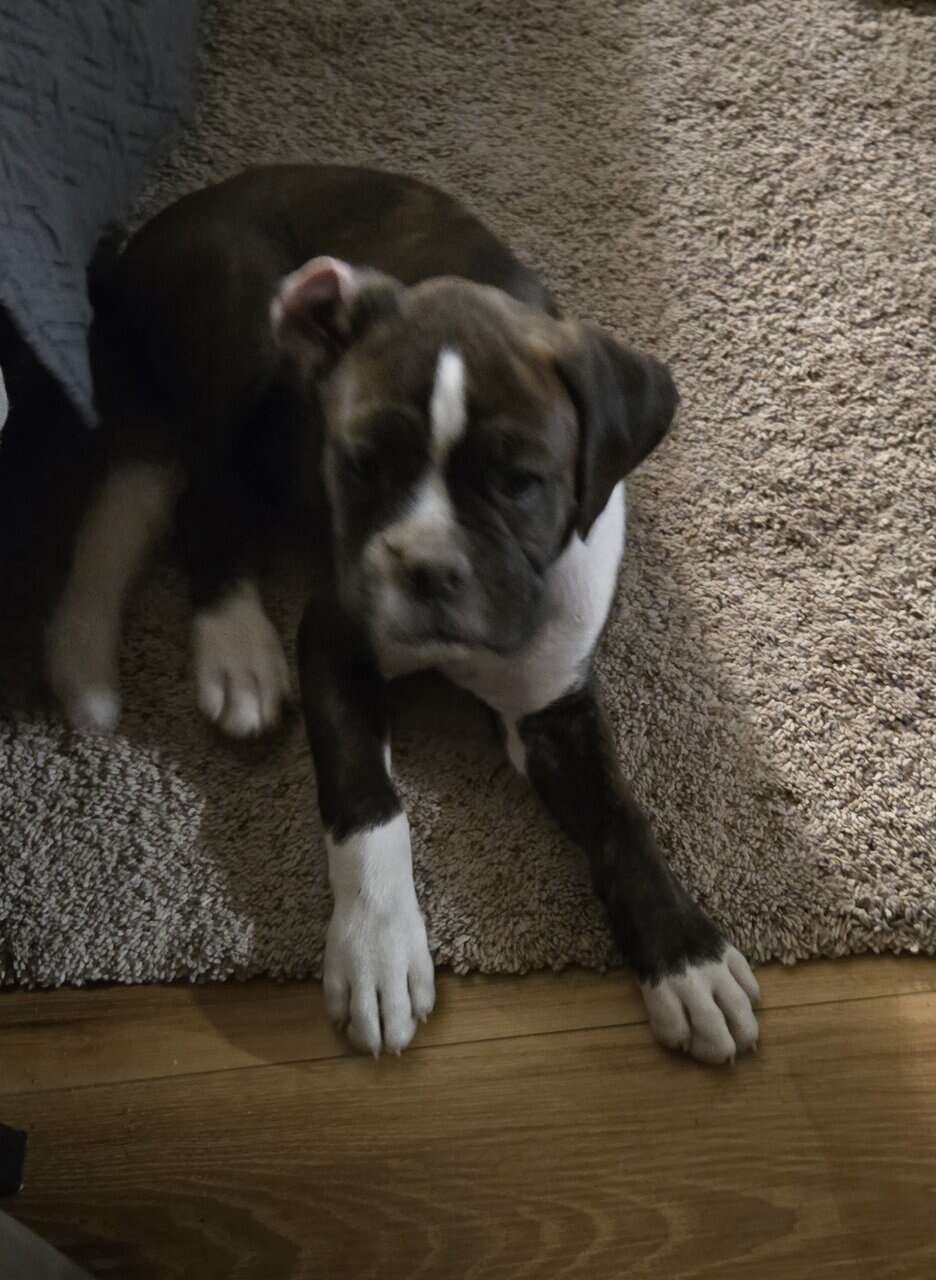 AKC PUPPY image 5