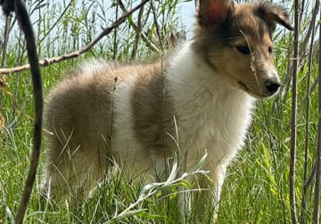Rough Collie Puppies