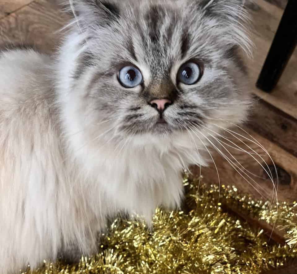 Vanilla is a Seal Point Himalayan Cat 1.5 Yrs Old image 1