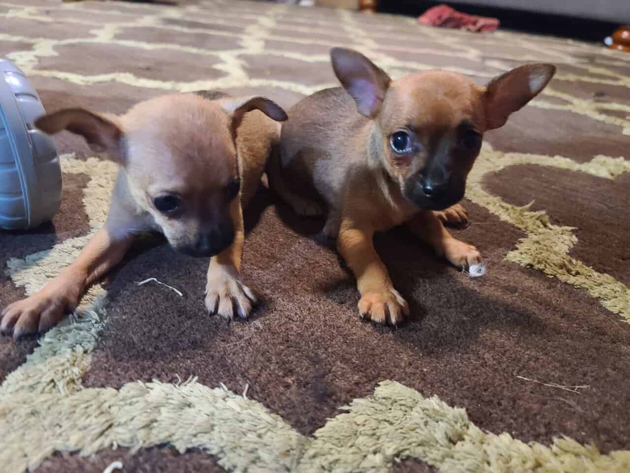 Rehoming Chihuahua Puppies image 18