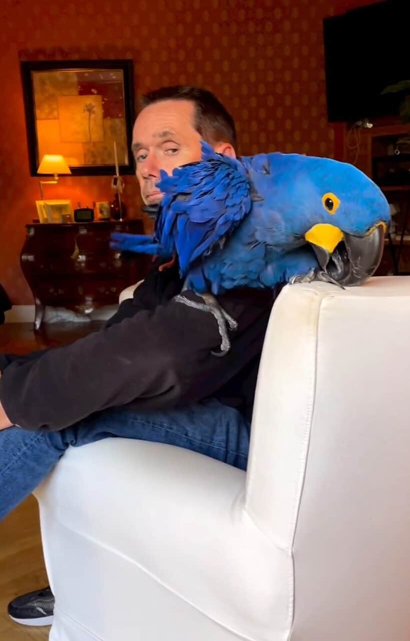 DNA tested fertile hyacinth macaw bonded pair image 3