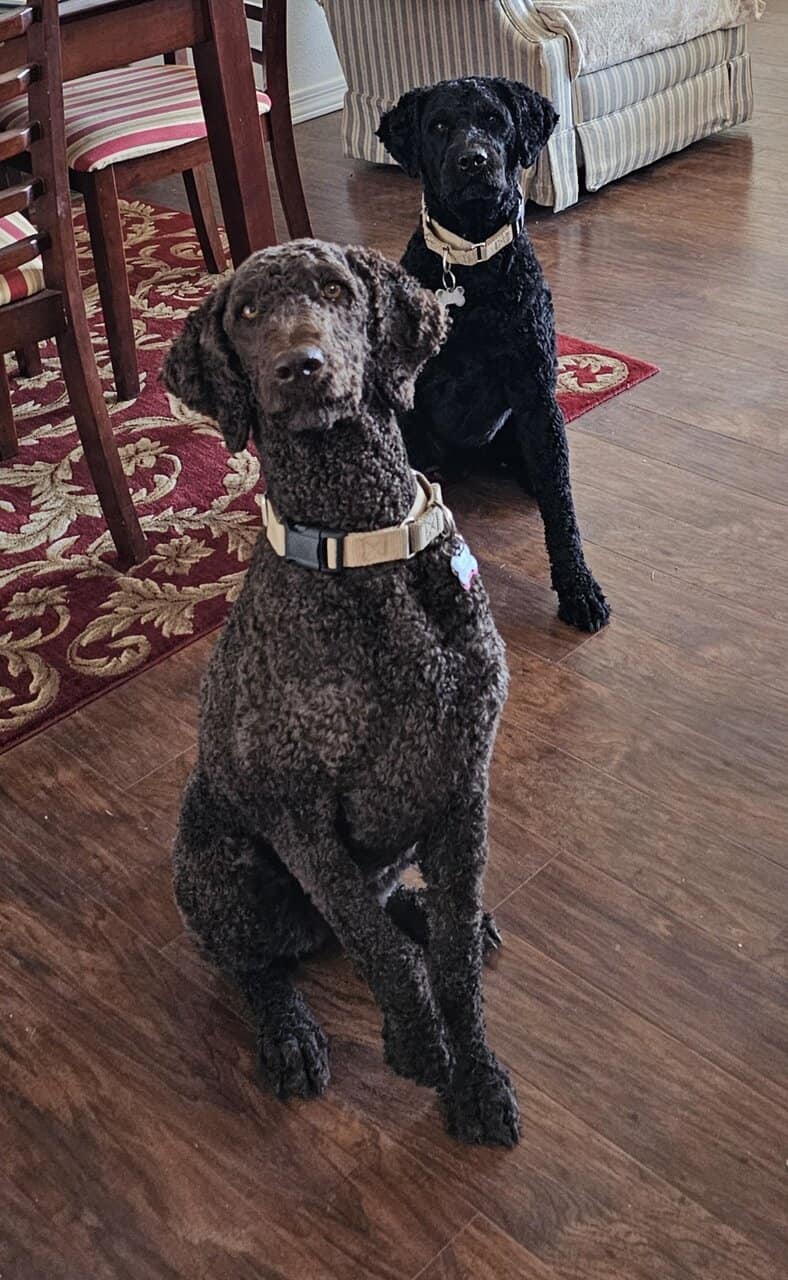 Exceptional F1BB 8 week old Goldendoodle Puppies image 5