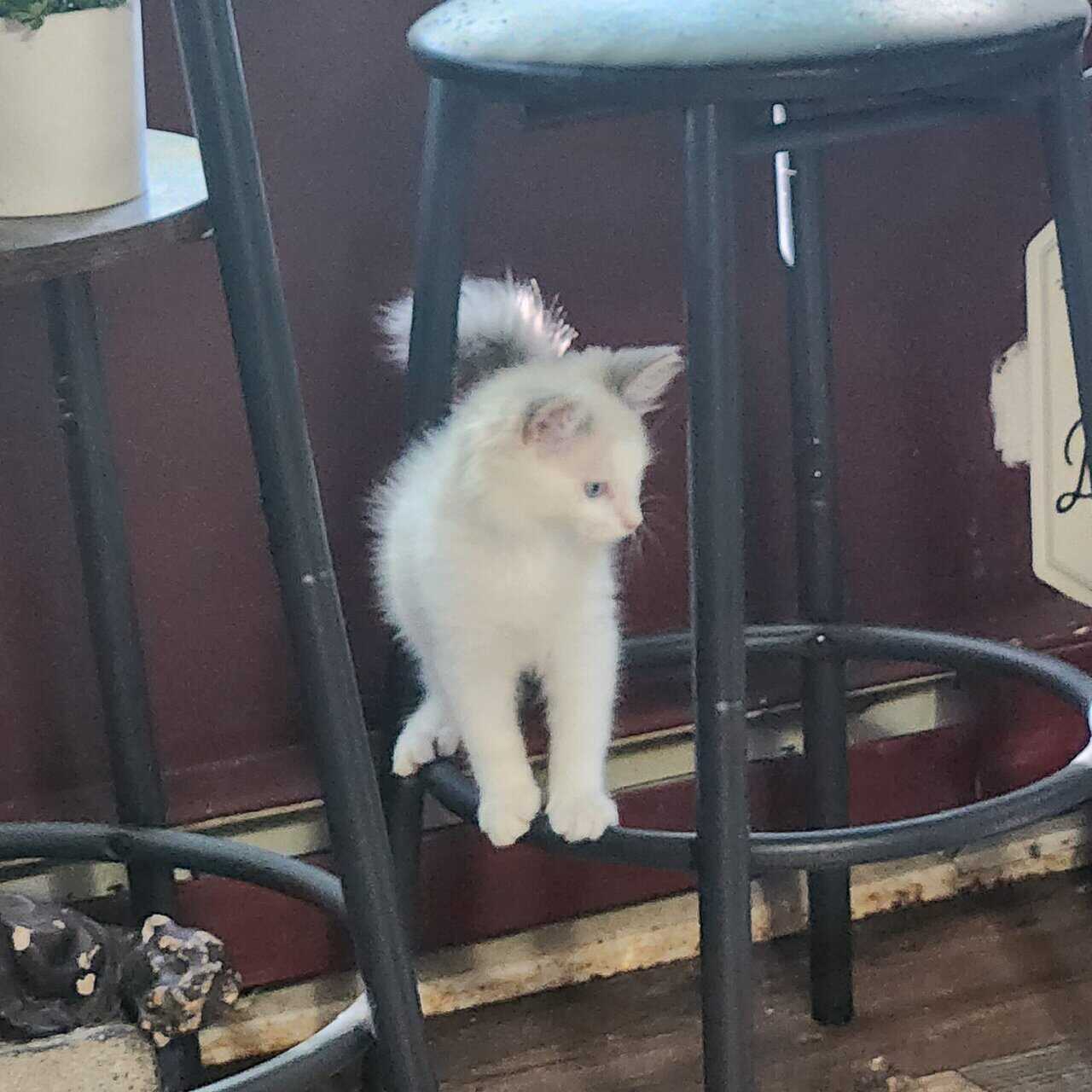 Unique Kitten Female image 3
