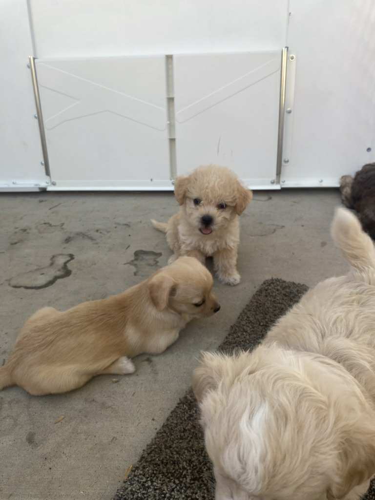 Incredibly adorable puppies image 11