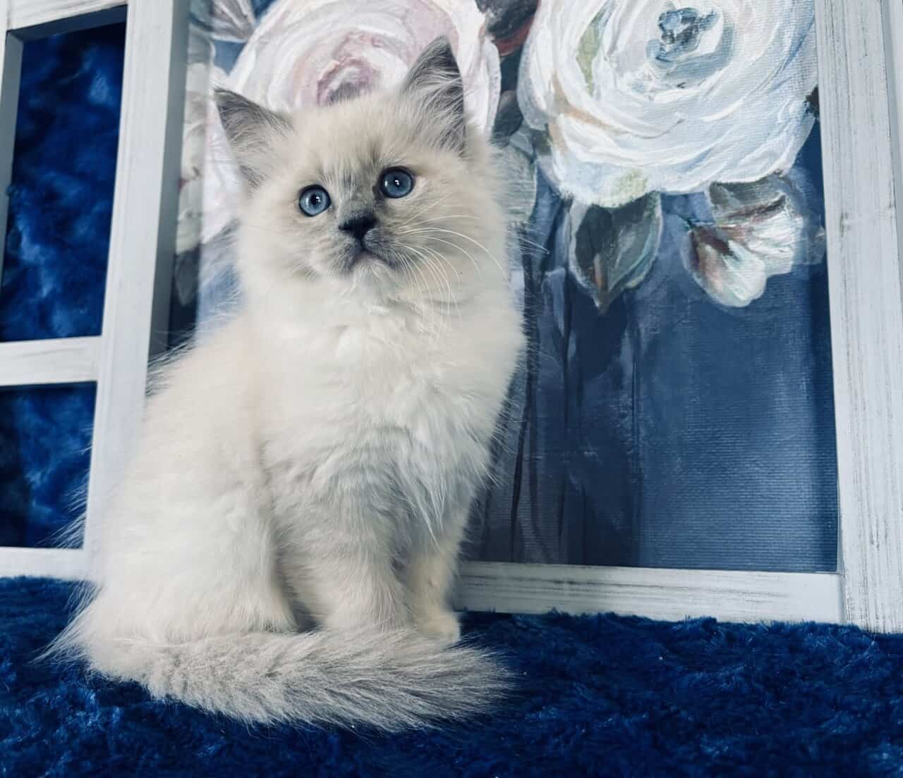 Ragdoll TICA Kittens Champion father $1000 image 3