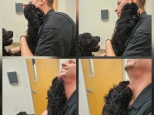 Goldendoodle looking for her furever home!