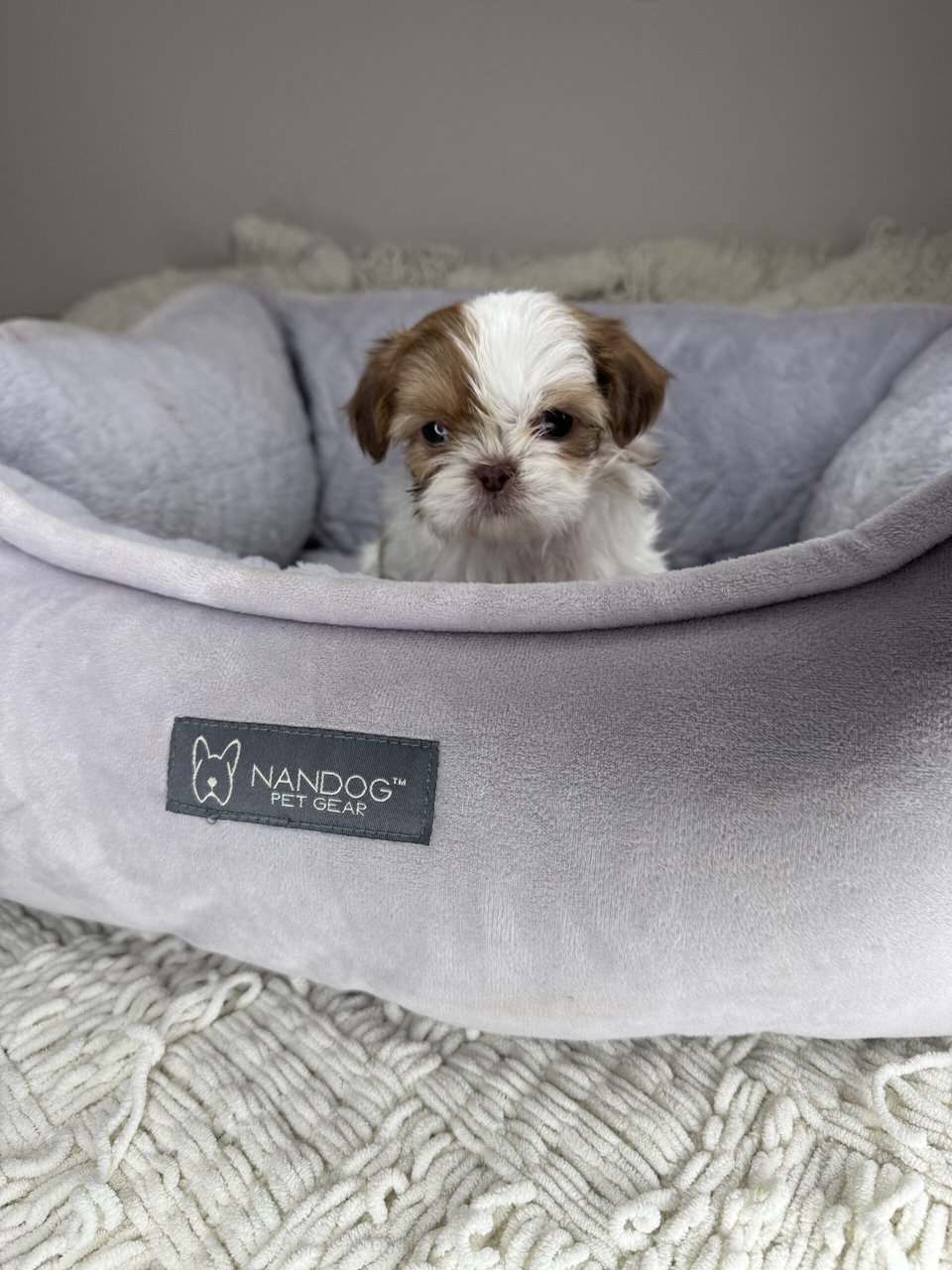Shih Tzu Girl Puppy (Muffy) image 2