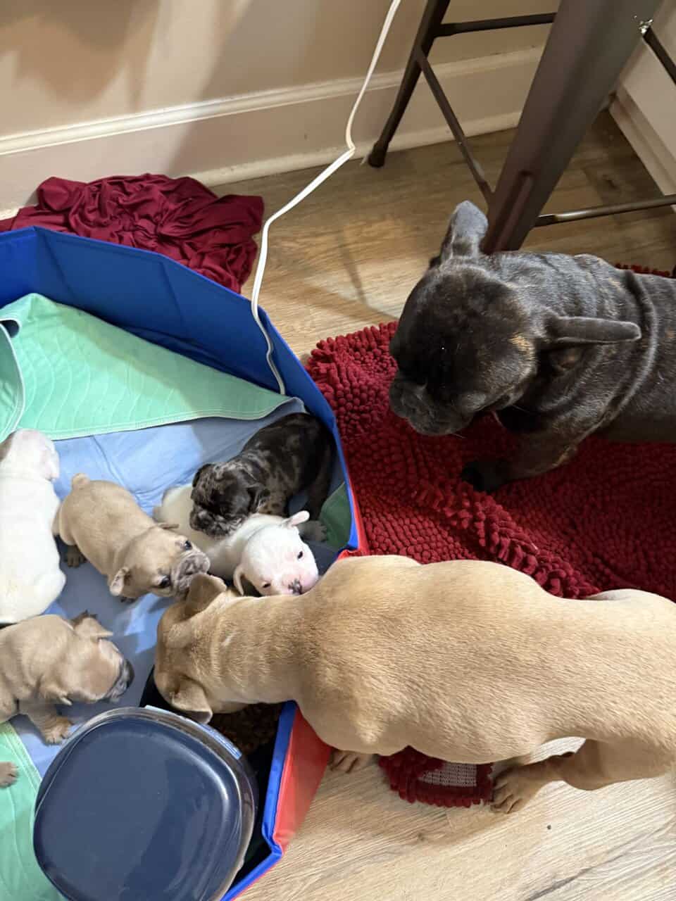 French bulldog babies image 2