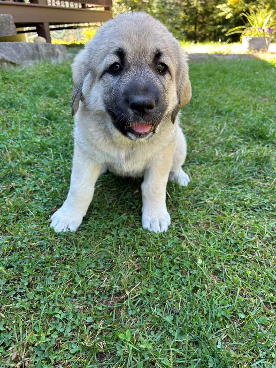Deuce Kangal - Russian Shepherd Guardian Puppy image 2