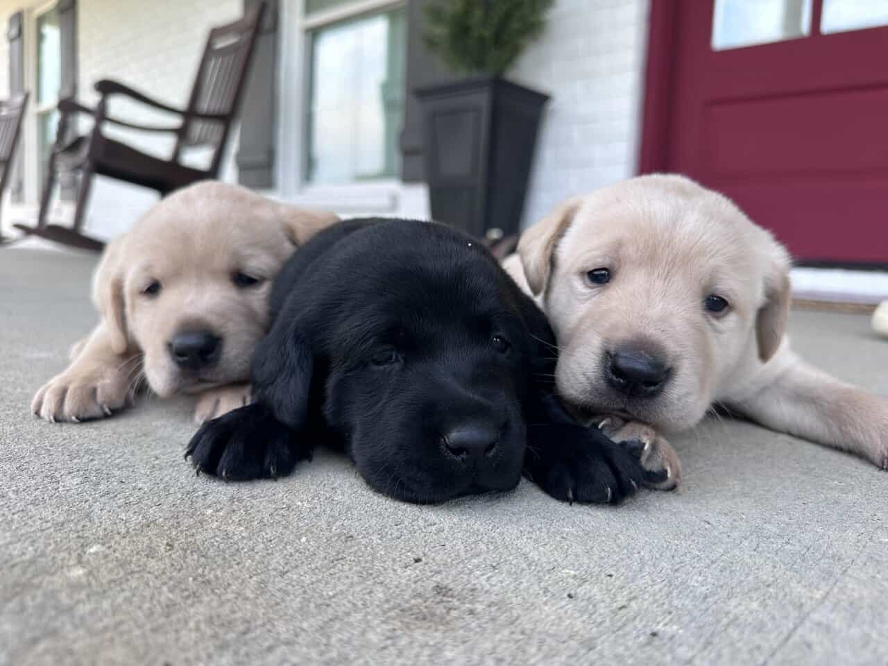 AKC LAB PUPPIES image 1