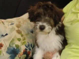 Mollie, Mini Collie Doodle