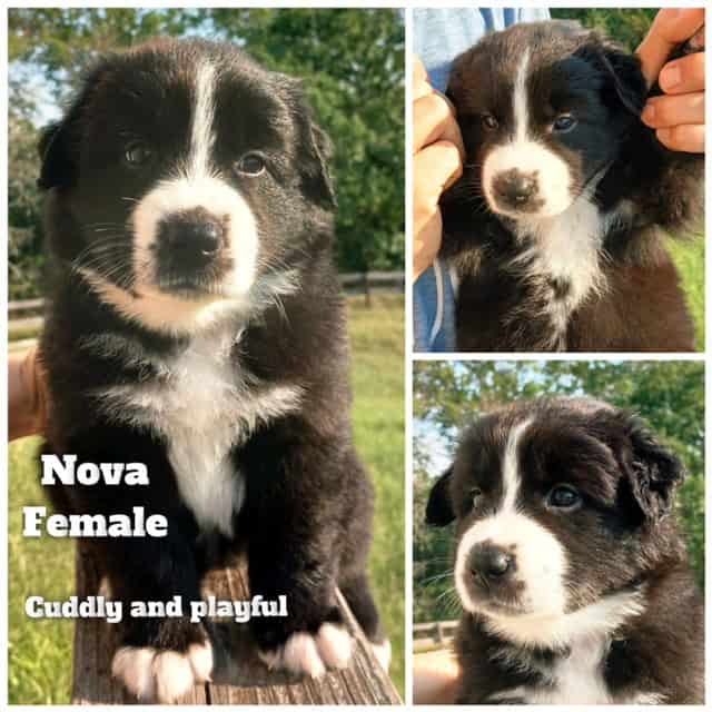 Aussiedor/Sheprador puppies image 4