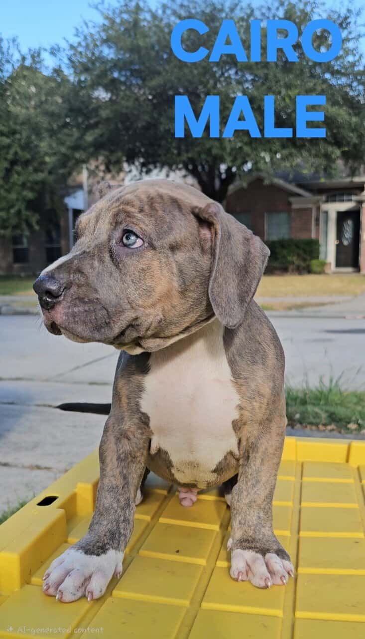 AMERICAN BULLY PUPPIES image 4