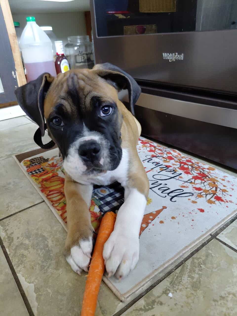 Puppy image 1