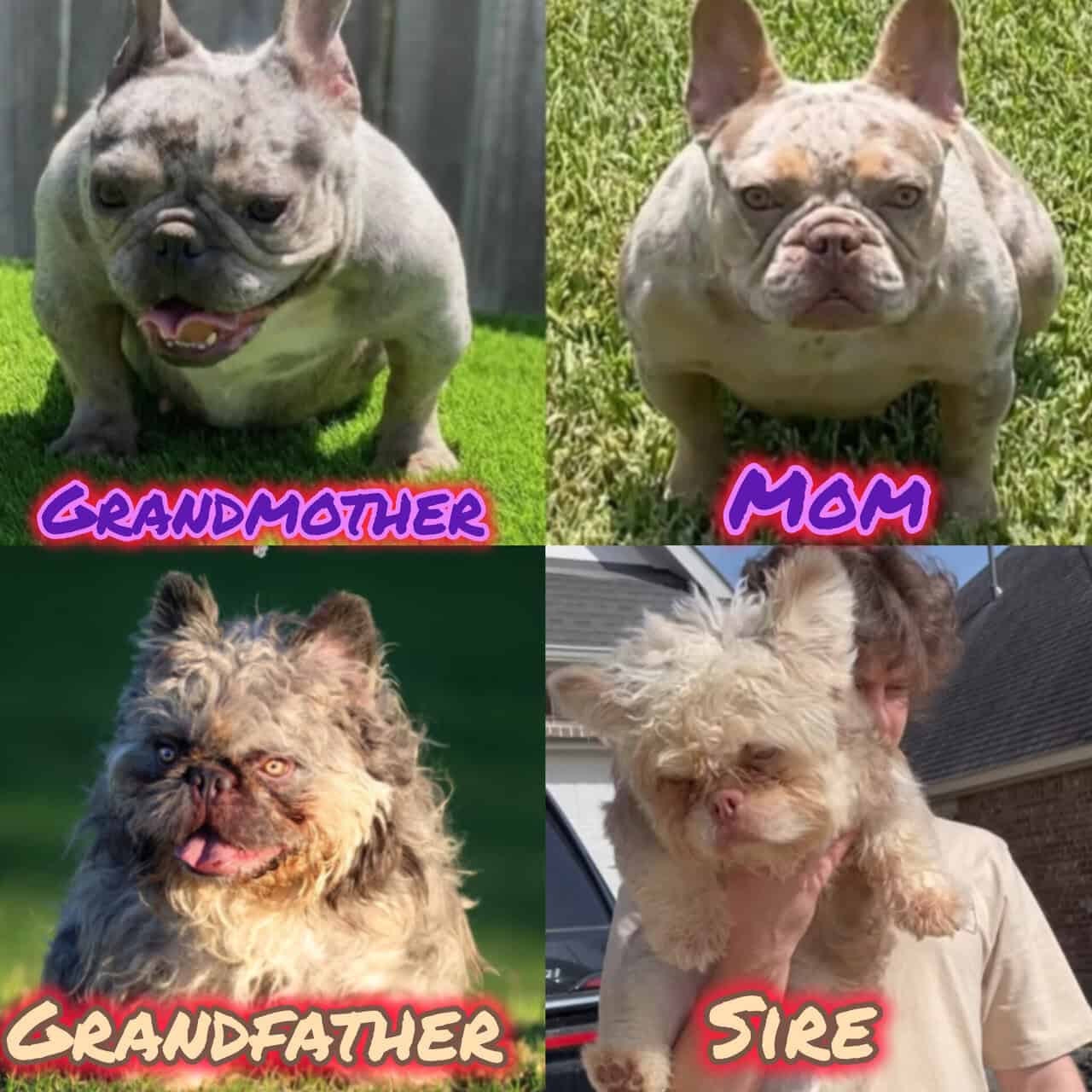 Fluffy (floodle) French Bulldog image 6
