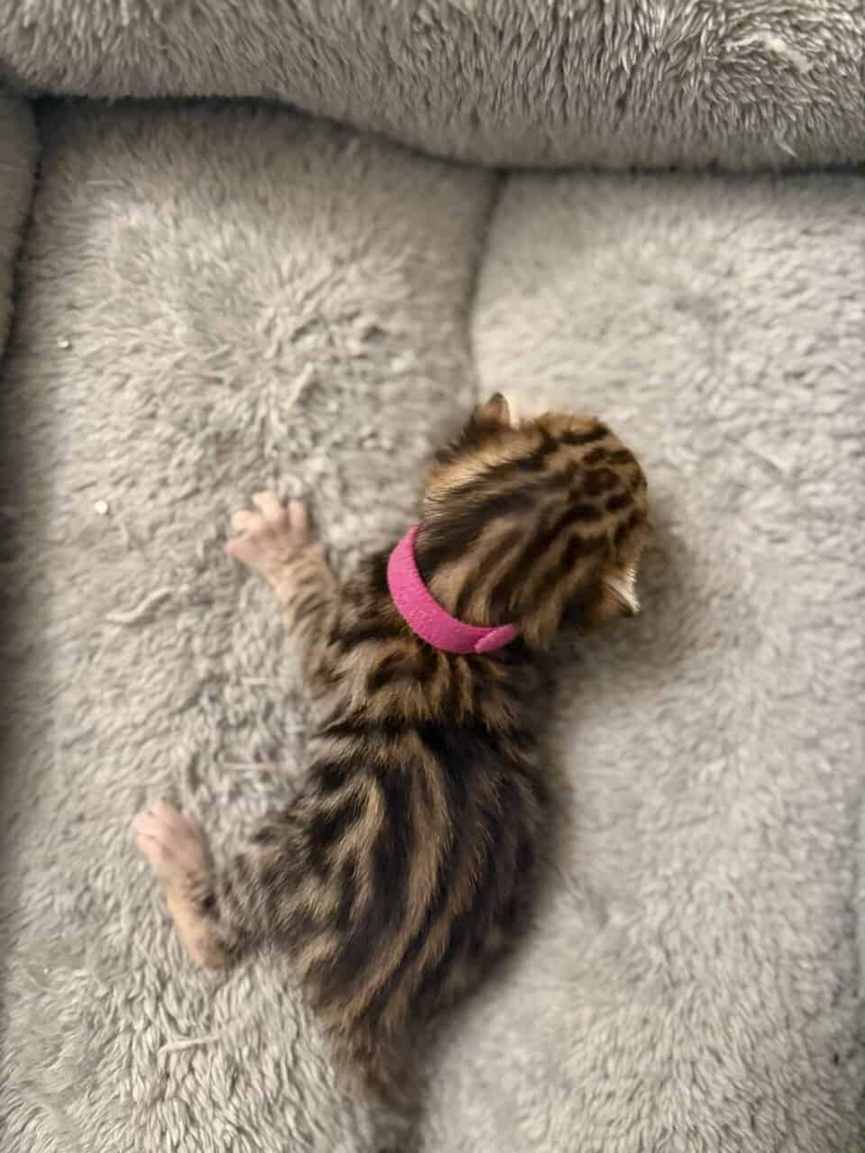 Bengal Kittens TICA Registered image 5