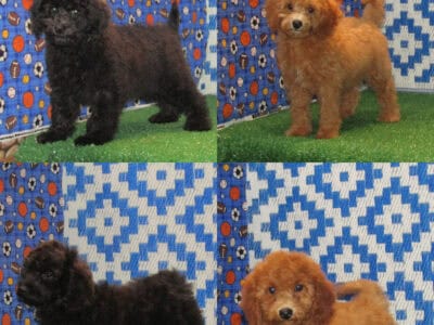 Eli, Exton, Nellie & Oaklee