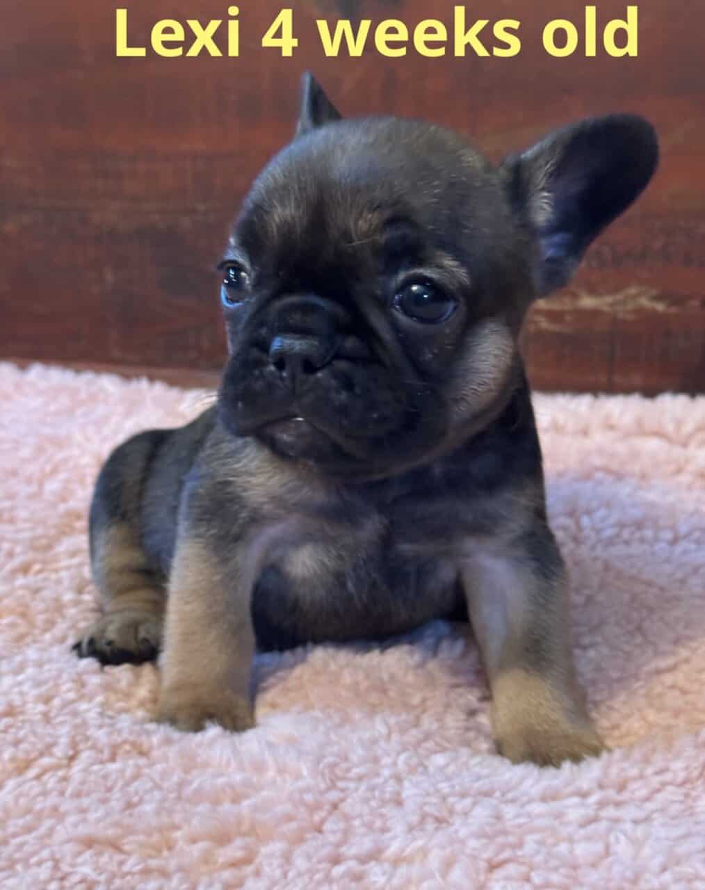 French Bulldog puppies image 1