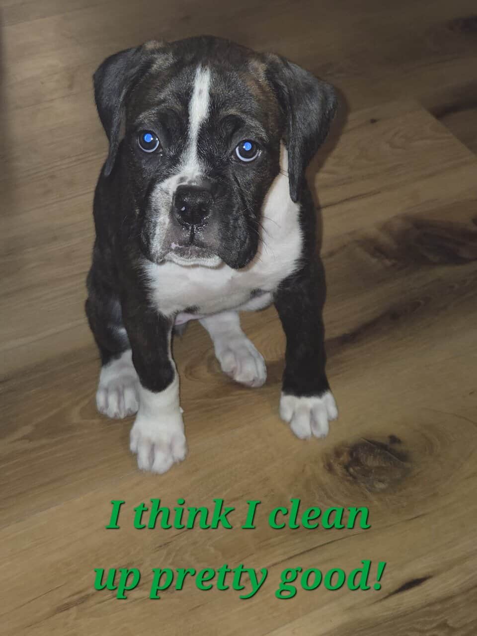 AKC PUPPY image 3
