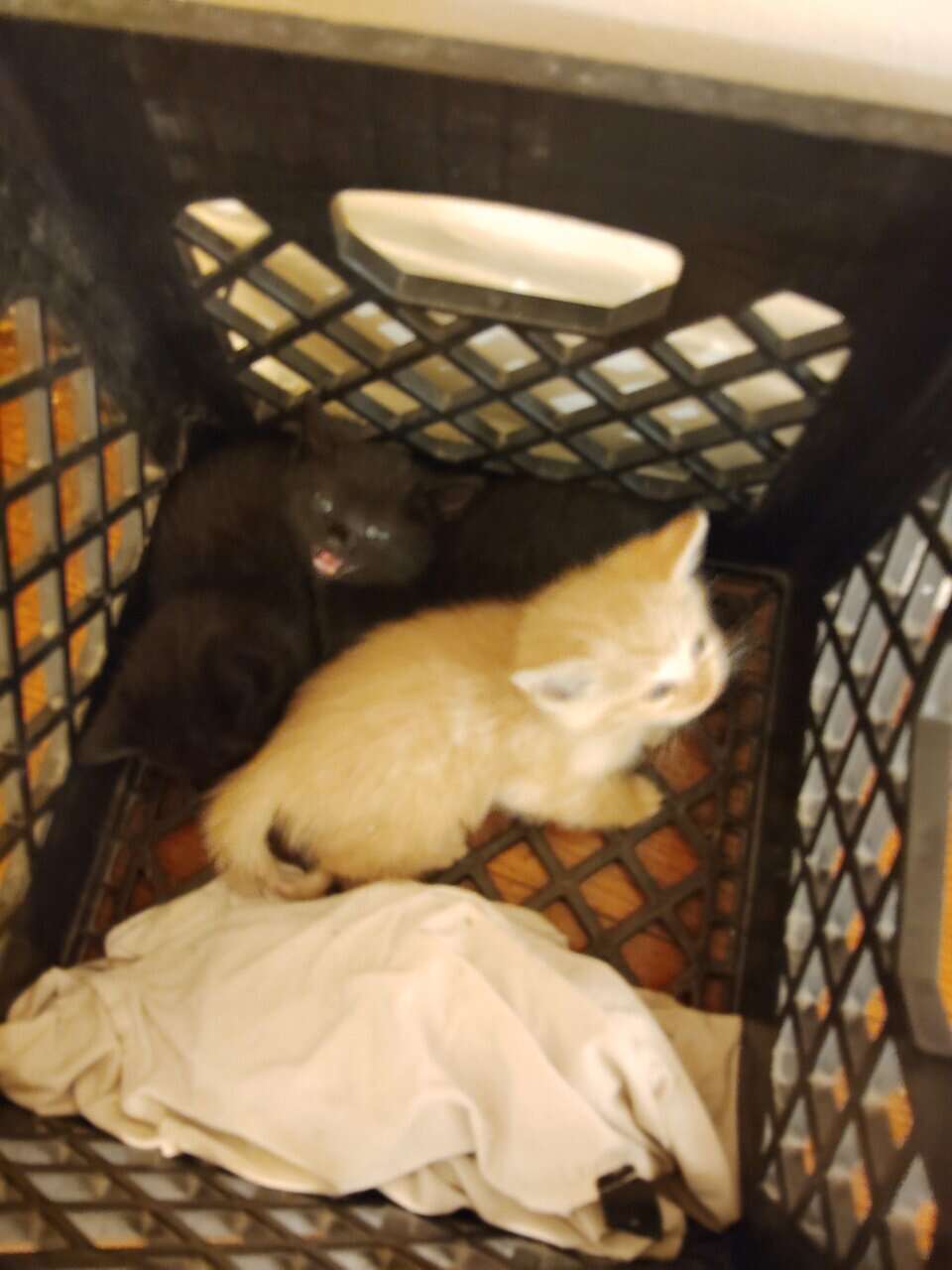 Kittens to rehome image 3