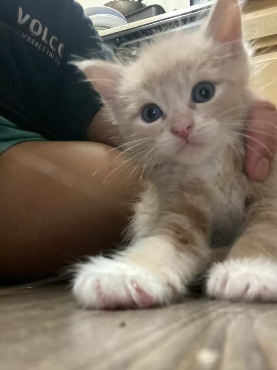 Loving kittens image 4
