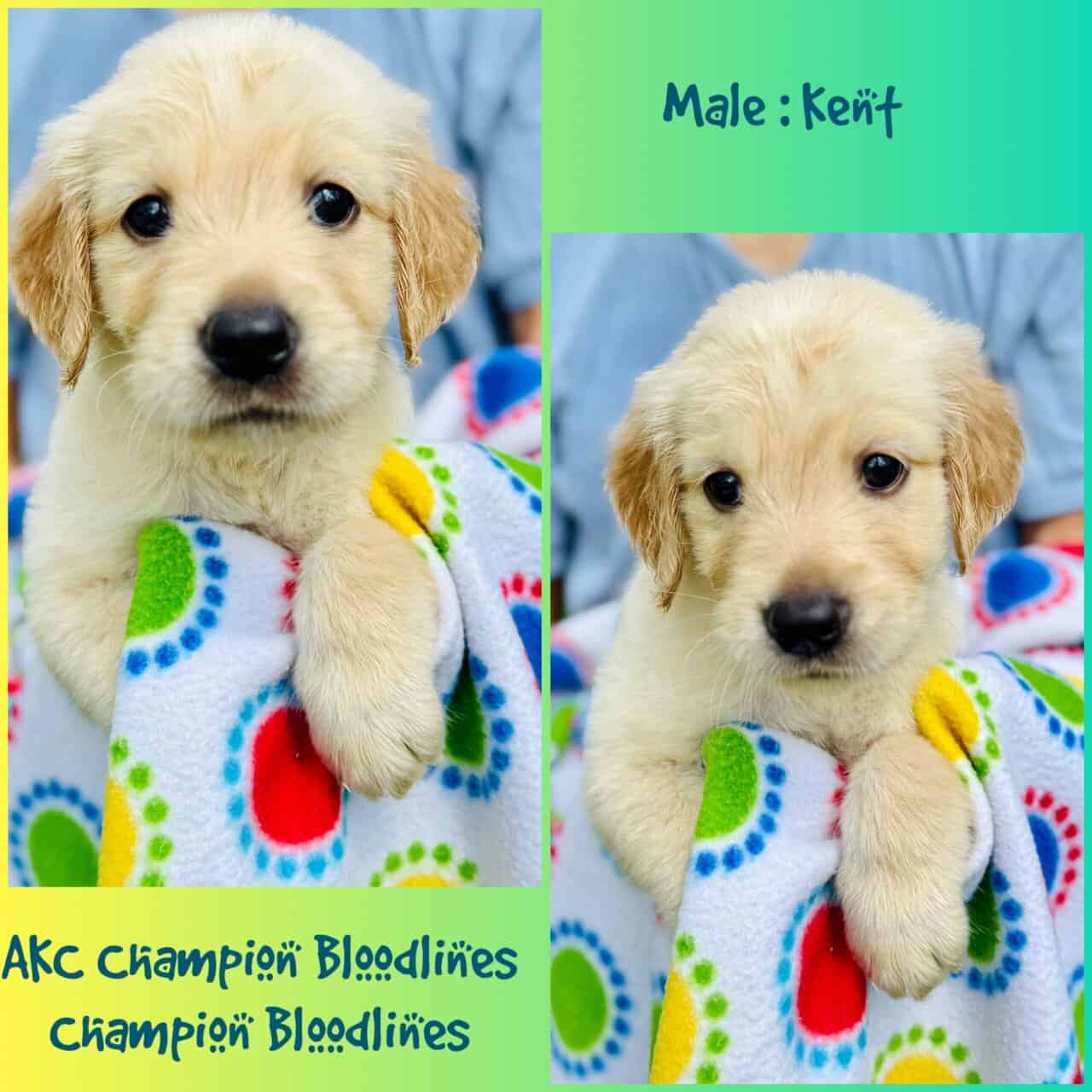 AKC Golden Retriever - Champion Bloodlines image 1