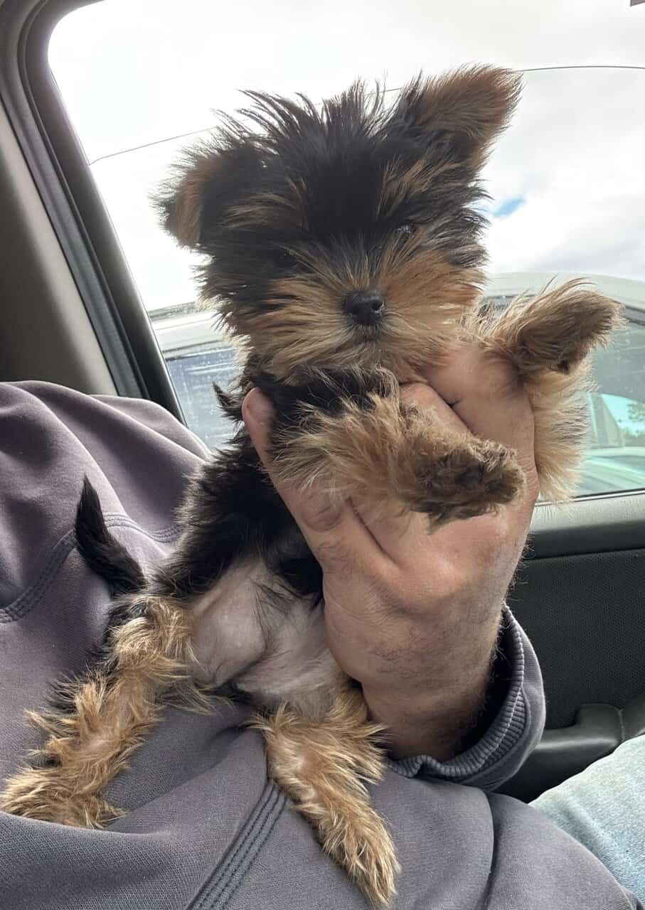 Pure bred Yorkshire Terriers image 2