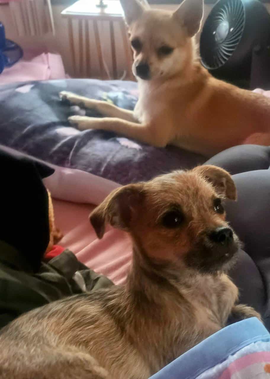 Litter of 4 born 8/1 Chihuahua and Chichi image 13
