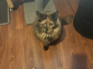 Need to rehome my baby