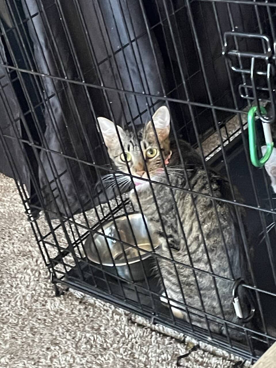 young sweet female cat image 2