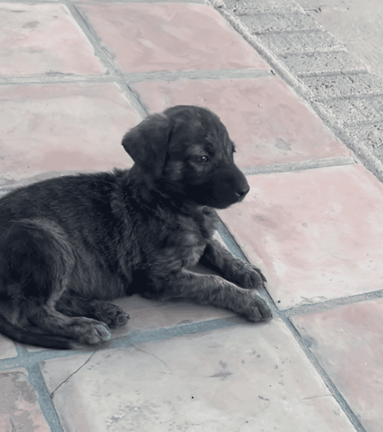 Mountain Kerr / German shepherd mix Puppies image 6