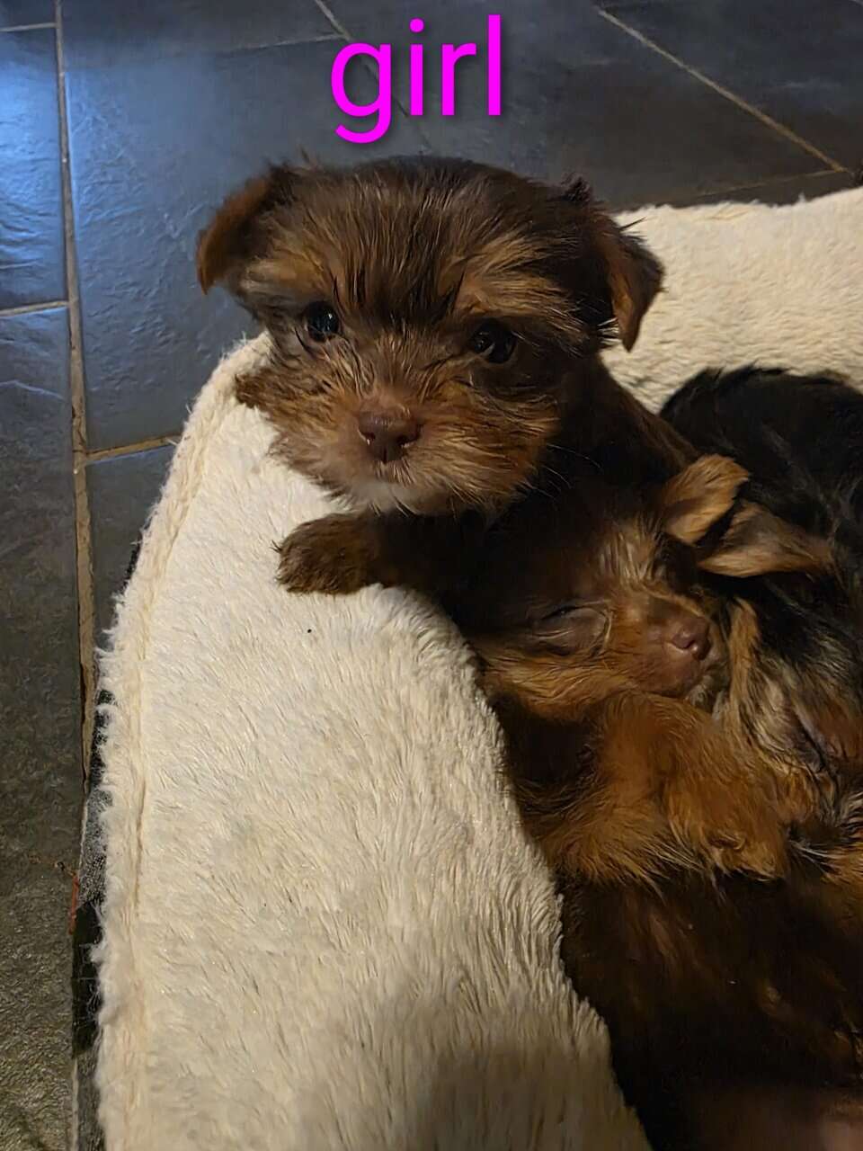 Ckc yorkie puppies image 5