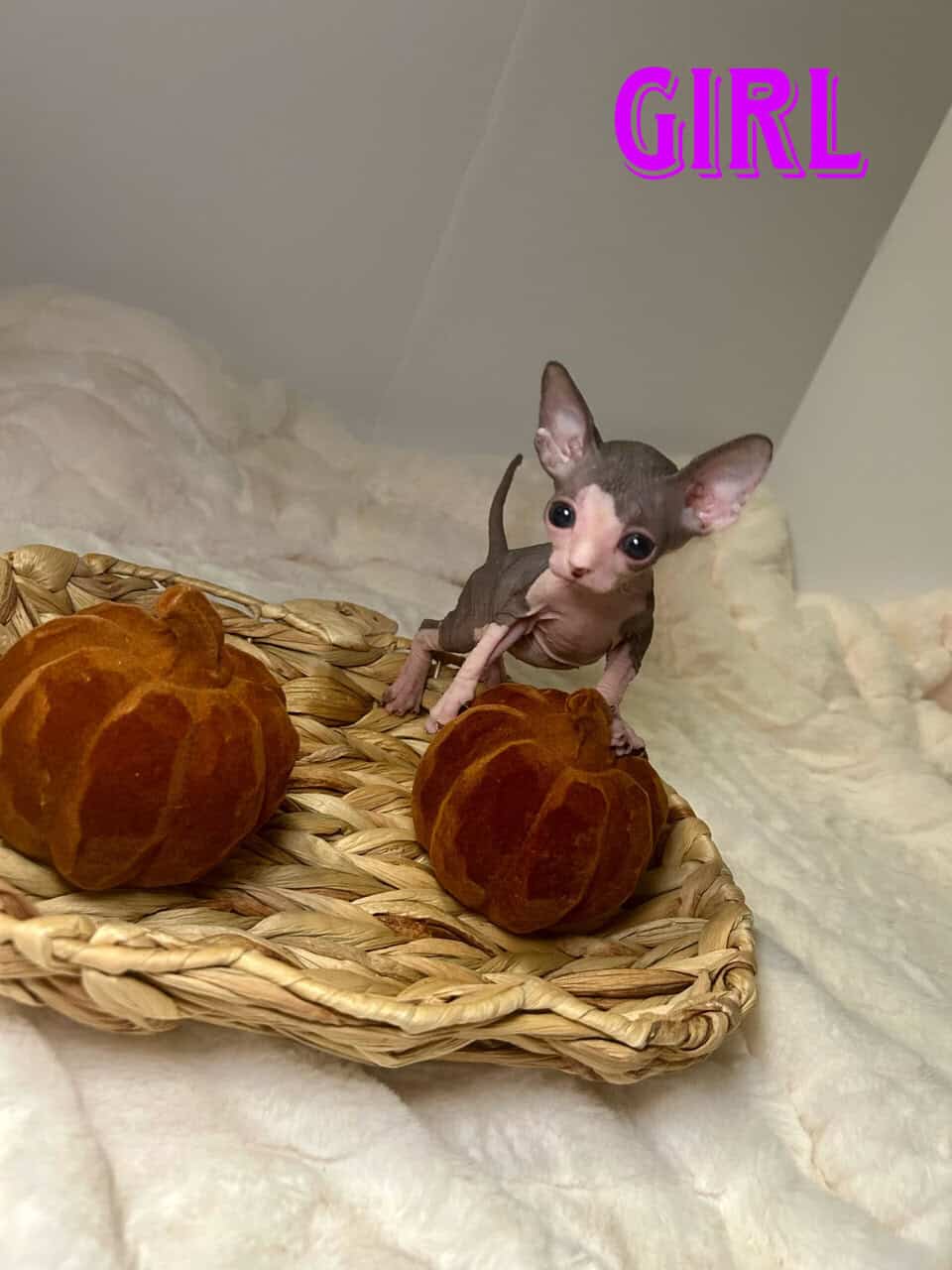 Sphynx Kittens image 6