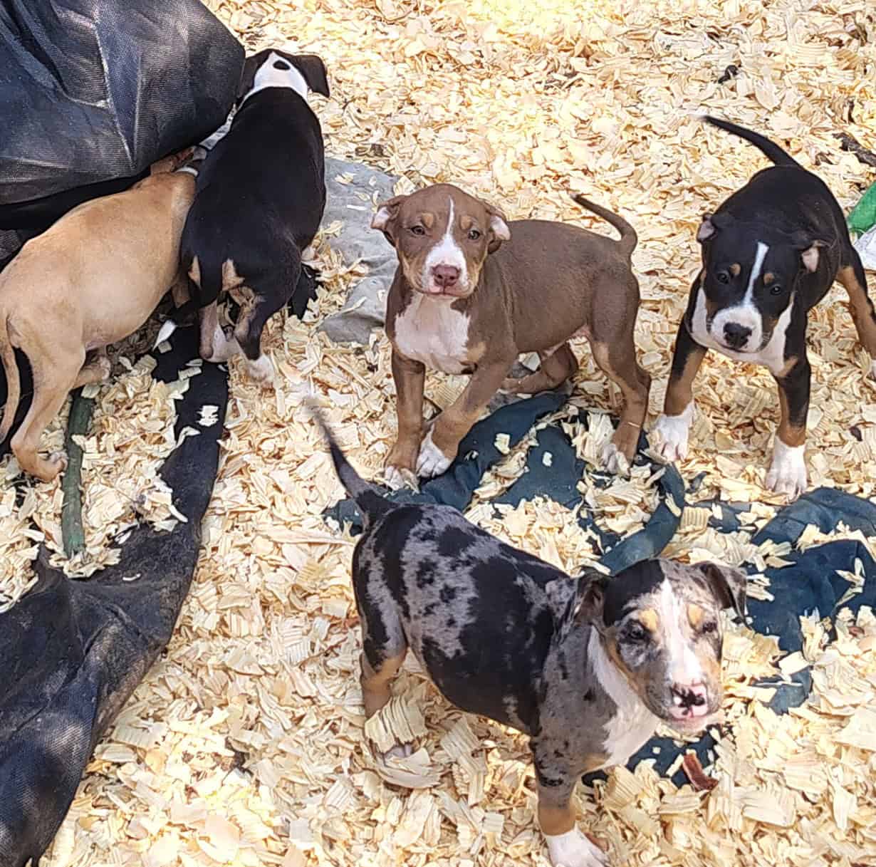Bully/pit image 2