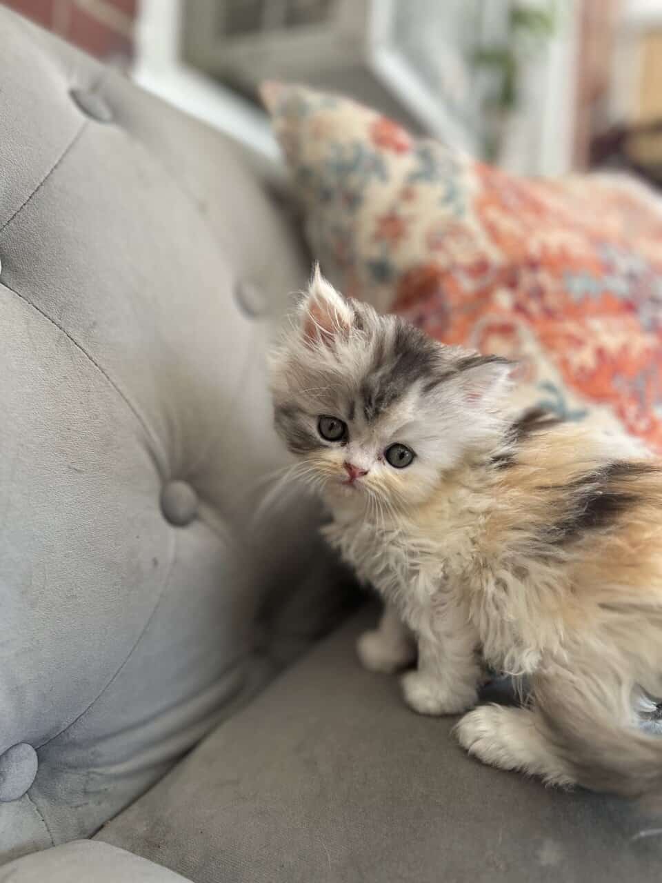 Perrrsians kittens image 6