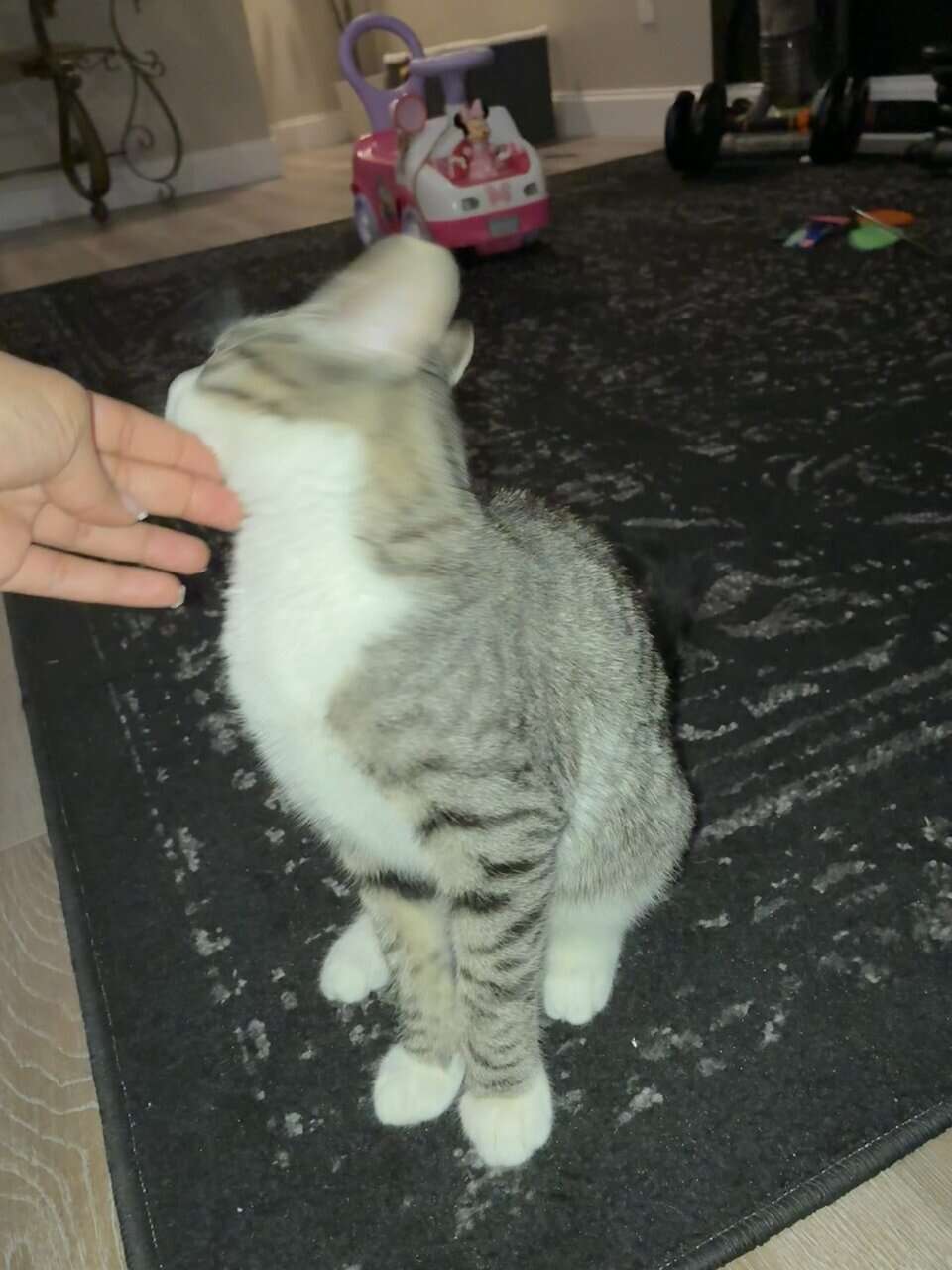5 month old handsome kitten! image 1