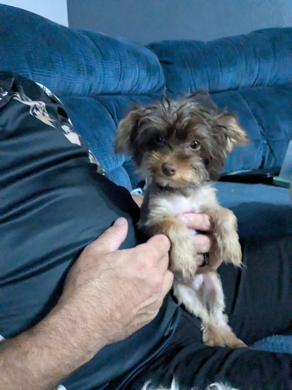 Toy yorkie - chocolate and tan image 2