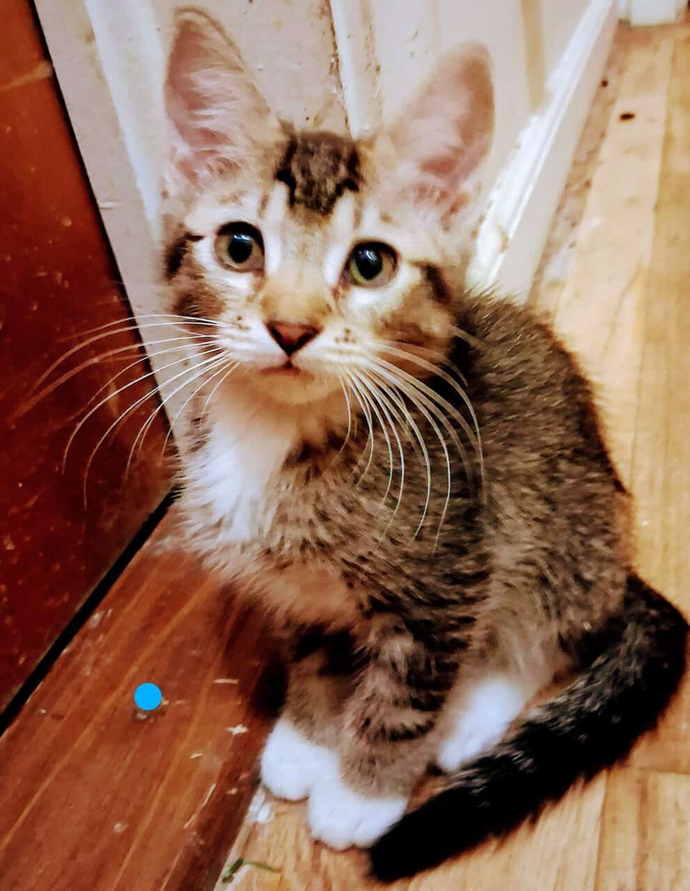 Soft , Sweet kittens for adoption. image 4