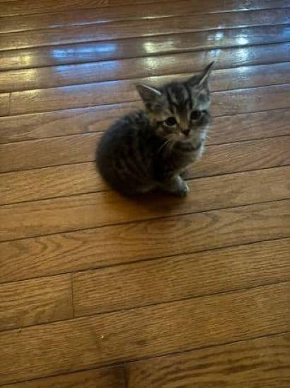 *8 WEEK OLD KITTENS image 4