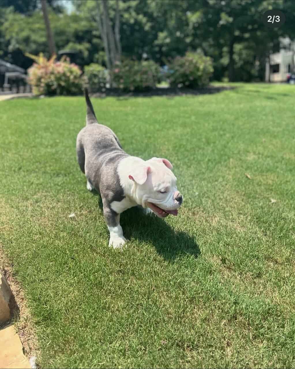 PRADA NEEDS A HOME image 2