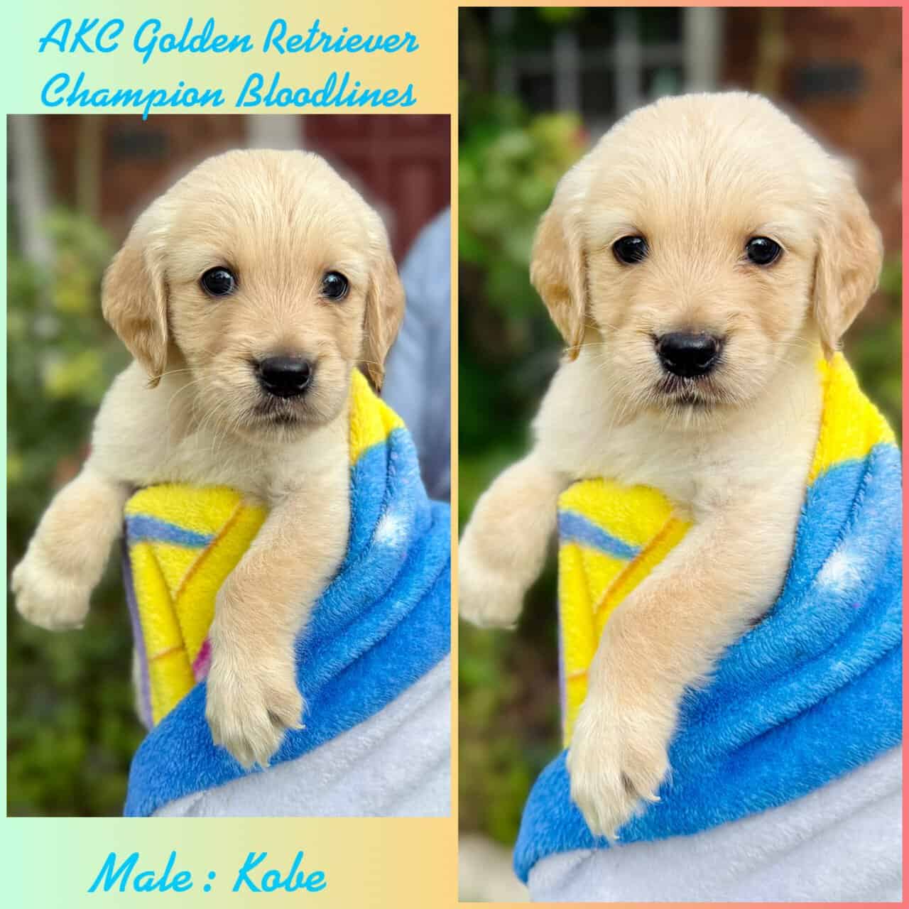 AKC Golden Retriever - Champion Bloodlines image 6