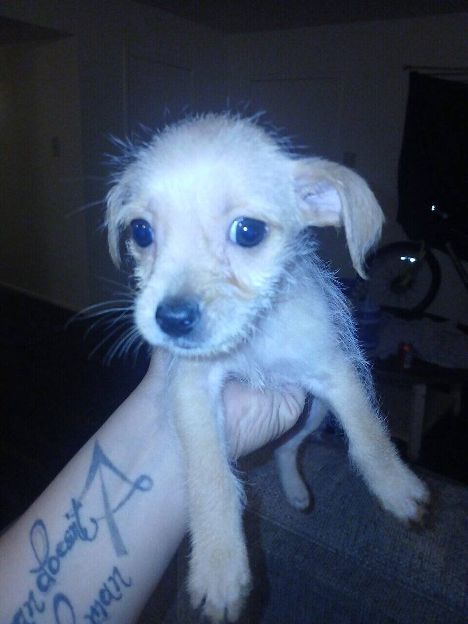 CUTE PUPPIES - Mixed Breed MaltipooTerrier image 3