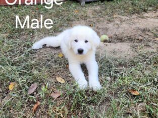 Pyrenees/Anatolian Shepherd Puppies