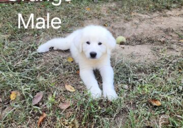 Pyrenees/Anatolian Shepherd Puppies