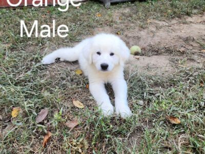 Pyrenees/Anatolian Shepherd Puppies