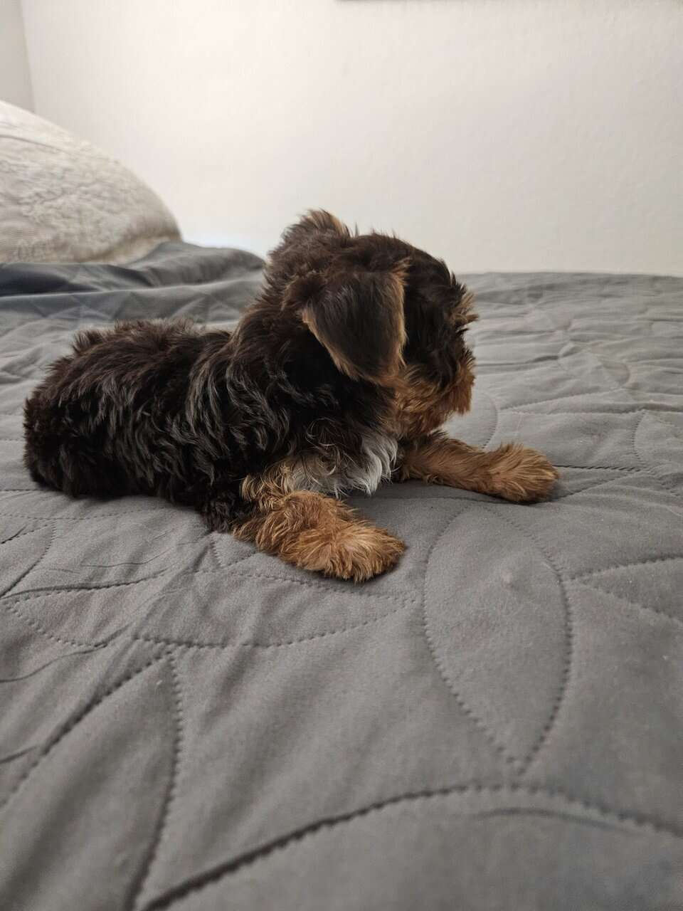Chocolate Yorkshire Terrier Male image 4